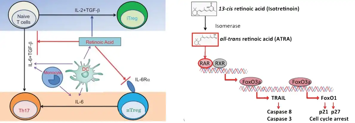 RA response gene transcription.jpg